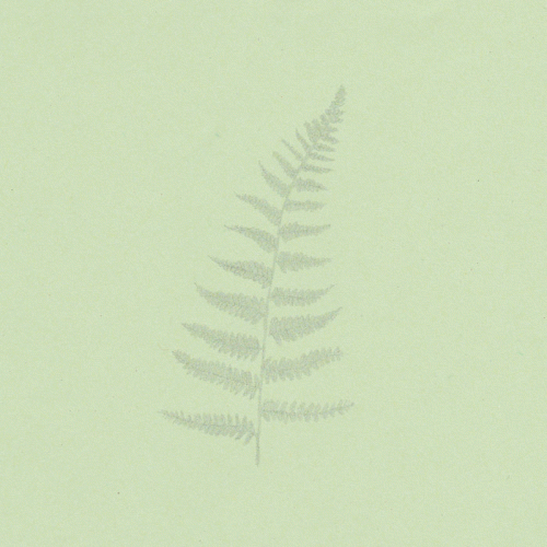 Filicophyta : Demo I